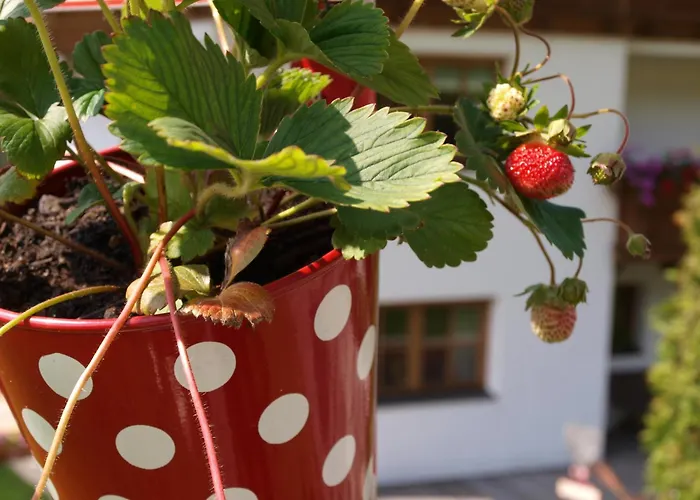 Alpenferienwohnung Strickner